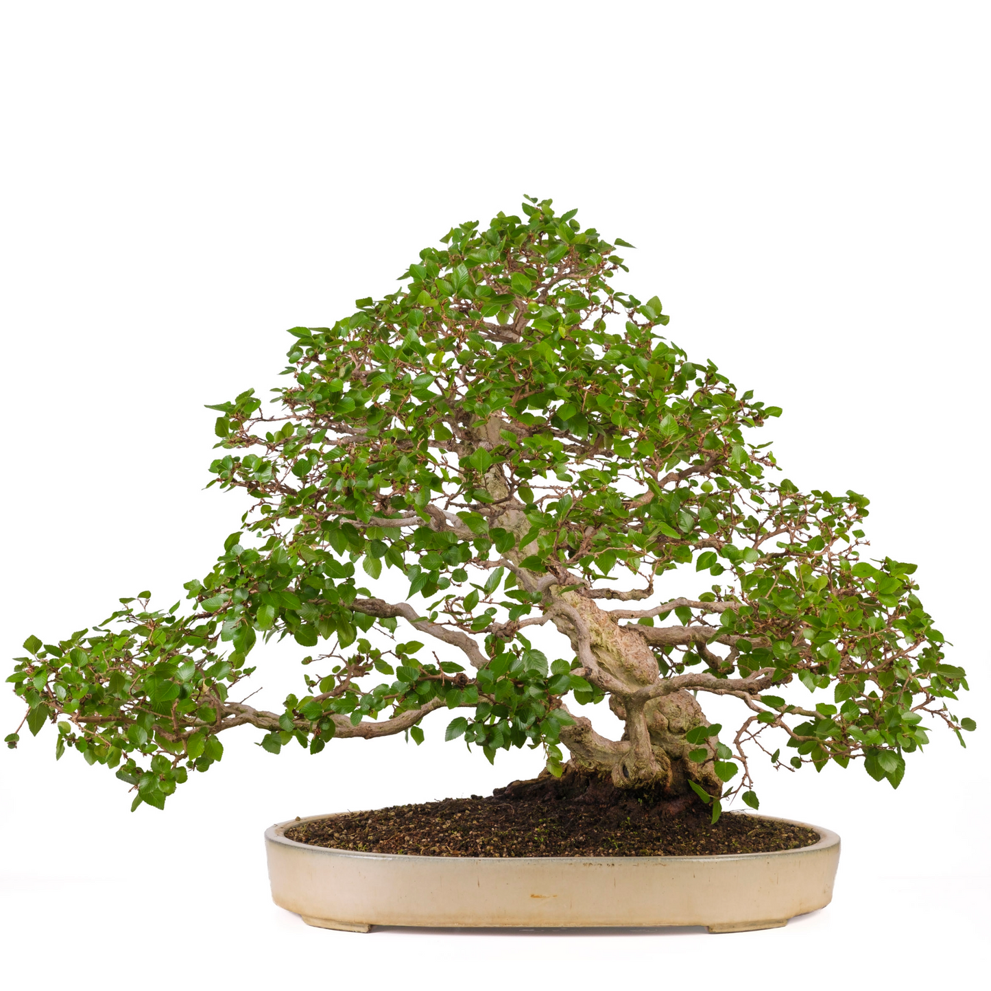 Carpinus coreana (Koreaanse haagbeuk) No. 38, hoogte ~80cm