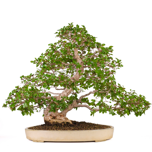 Carpinus coreana (Koreanische Hainbuche) Nr. 38, Höhe ~80cm