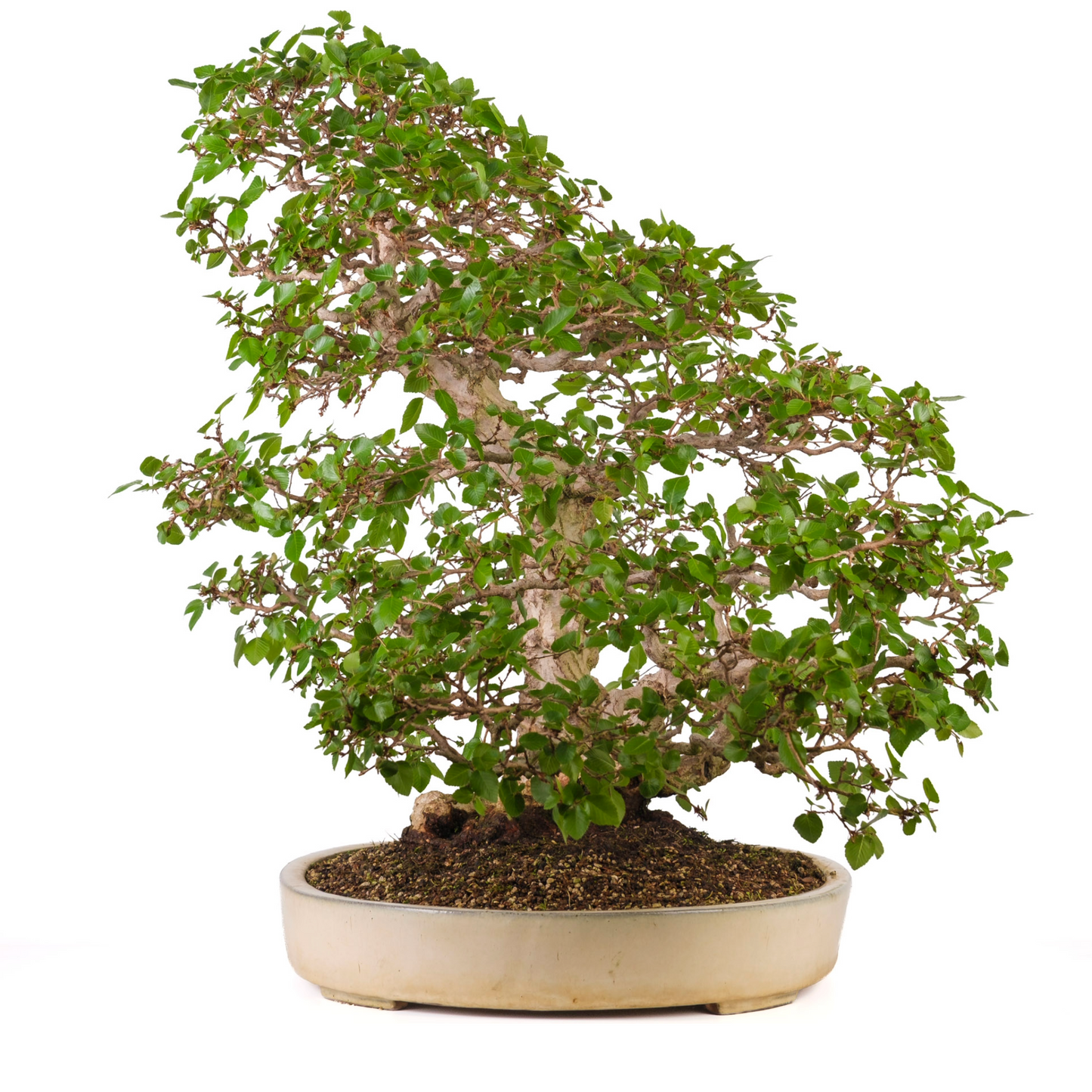 Carpinus coreana (Koreaanse haagbeuk) No. 38, hoogte ~80cm