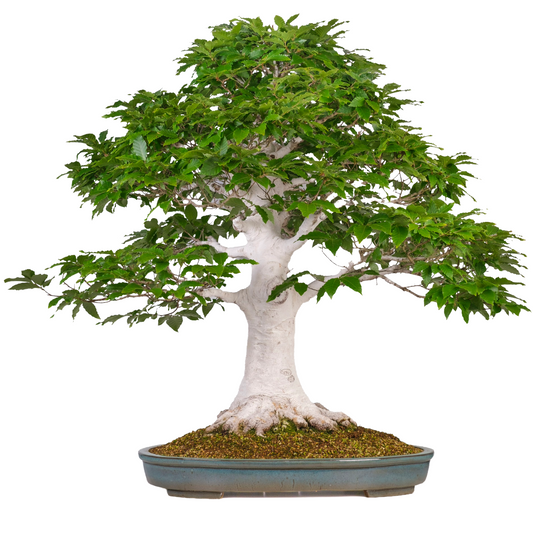 Fagus crenata (Japanische Buche) Nr. 120, Höhe ~105cm