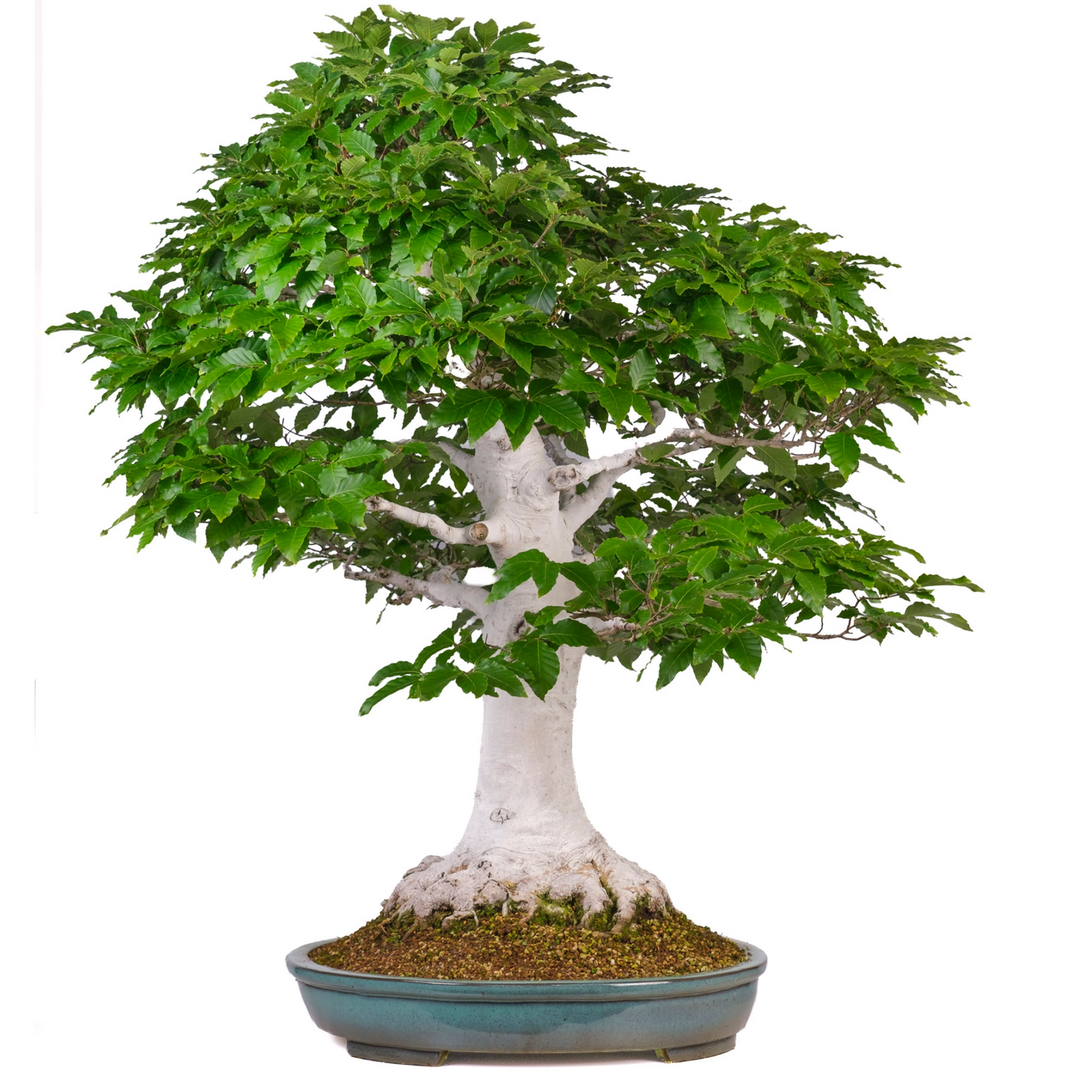 Fagus crenata (Japanse beuk) No. 120, hoogte ~105cm