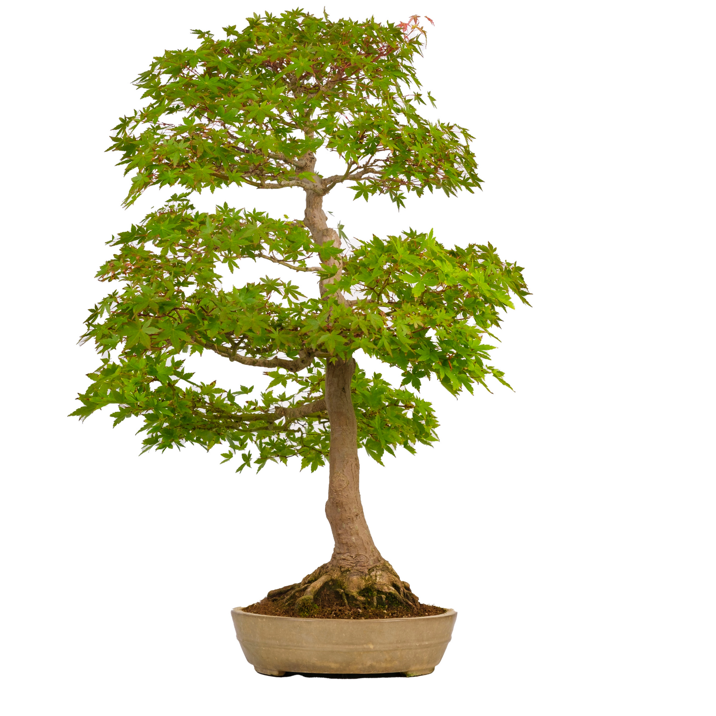 Acer palmatum (Japanischer Ahorn) Nr. 39, Höhe ~90cm