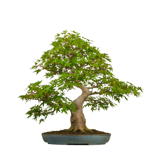 Acer palmatum (Japanischer Ahorn) Nr. 54, Höhe ~65cm