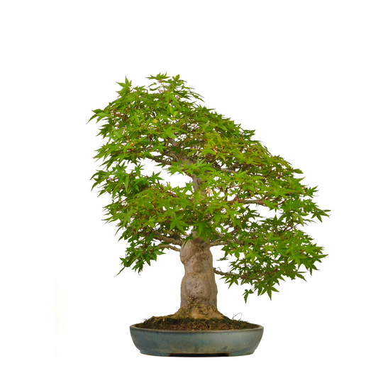 Acer palmatum (Japanischer Ahorn) Nr. 54, Höhe ~65cm