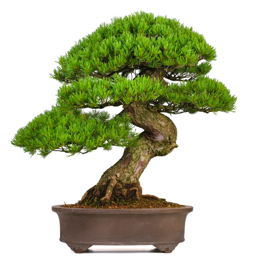 Pinus parviflora (Japanische Mädchenkiefer) Nr. 3, Höhe ca. 80cm