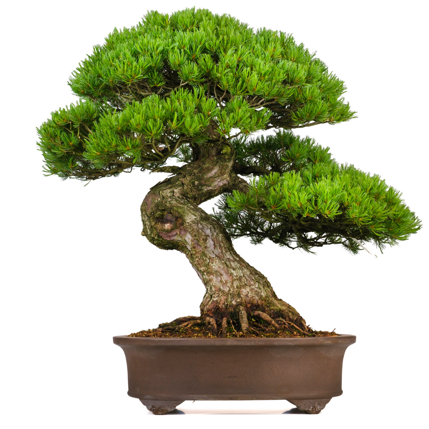 Pinus parviflora (witte den) No. 3, hoogte ~80cm