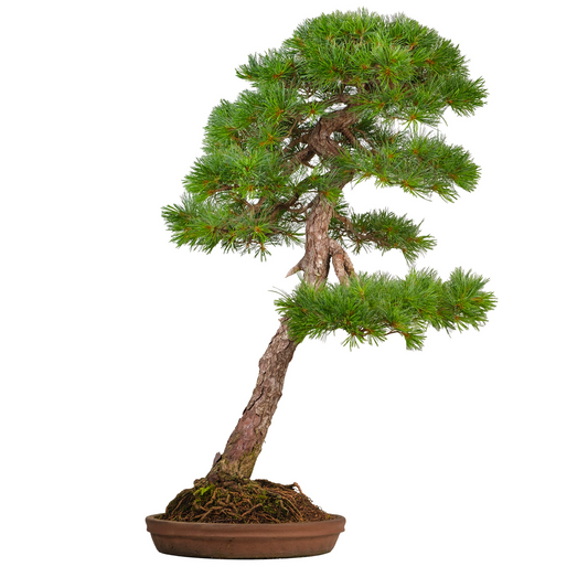 Pinus thunbergii (Schwarzkiefer) Nr. 51, Höhe ~112cm