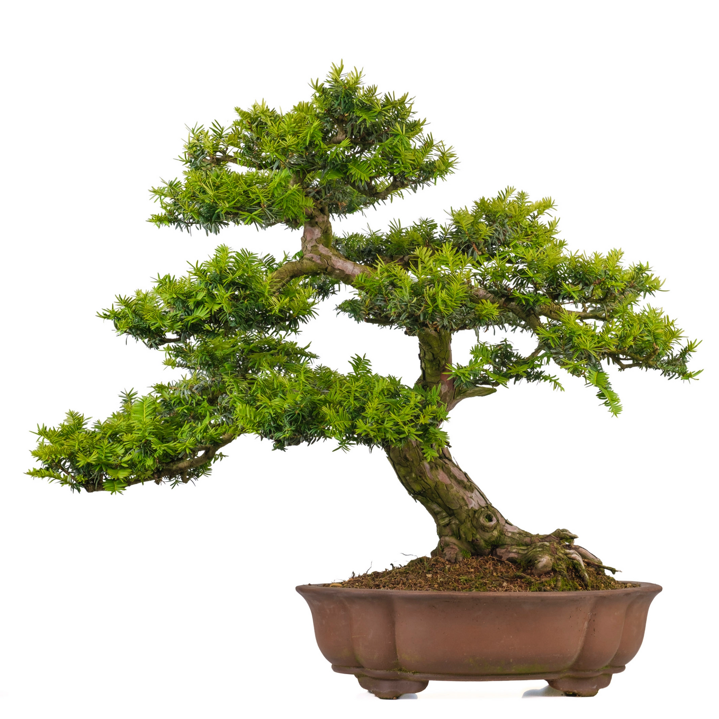 Taxus cuspidata (Japanse taxus) No. 102, hoogte ~75cm