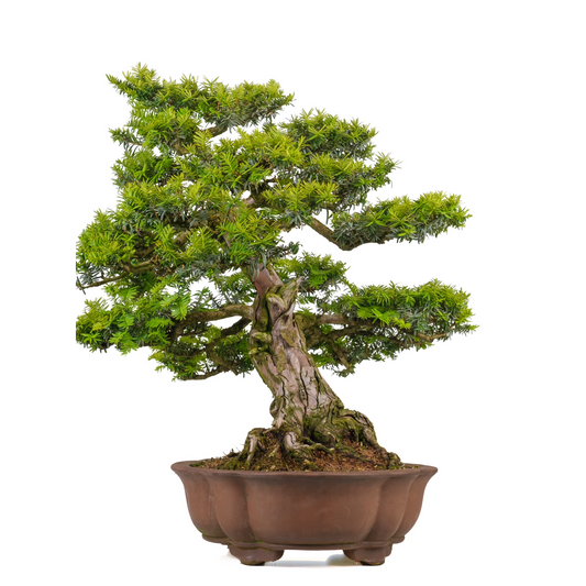 Taxus cuspidata (Japanische Eibe) Nr. 102, Höhe ca. 75 cm