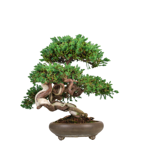 Juniperus procumbens (Kriechwacholder) Nr. 6, Höhe ~50cm