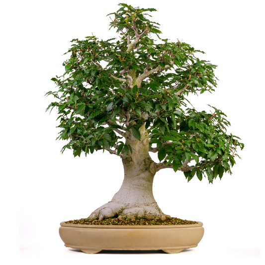 Fagus crenata (Japanische Buche) Nr. 117, Höhe ~95cm