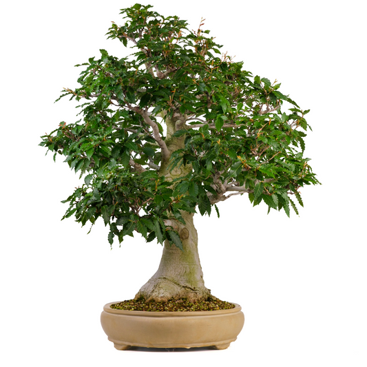 Fagus crenata (Japanische Buche) Nr. 117, Höhe ~95cm