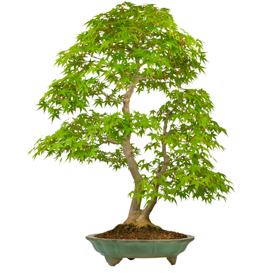 Acer palmatum (Japanischer Ahorn) Nr. 43, Höhe ~82cm