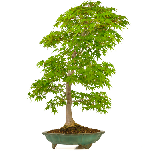 Acer palmatum (Japanischer Ahorn) Nr. 43, Höhe ~82cm