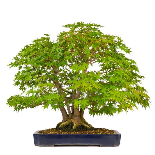 Acer palmatum (Japanischer Ahorn) Nr. 17, Höhe ~66cm