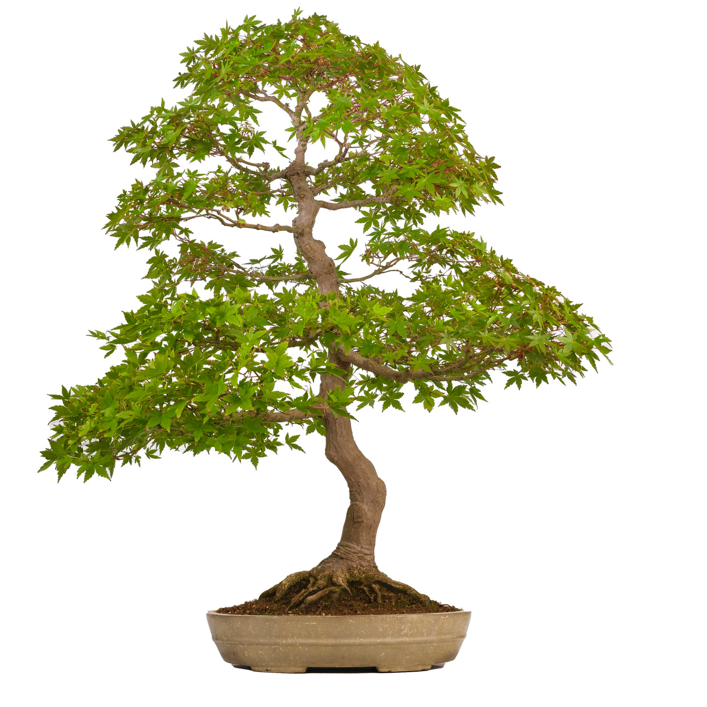 Acer palmatum (Japanischer Ahorn) Nr. 39, Höhe ~90cm