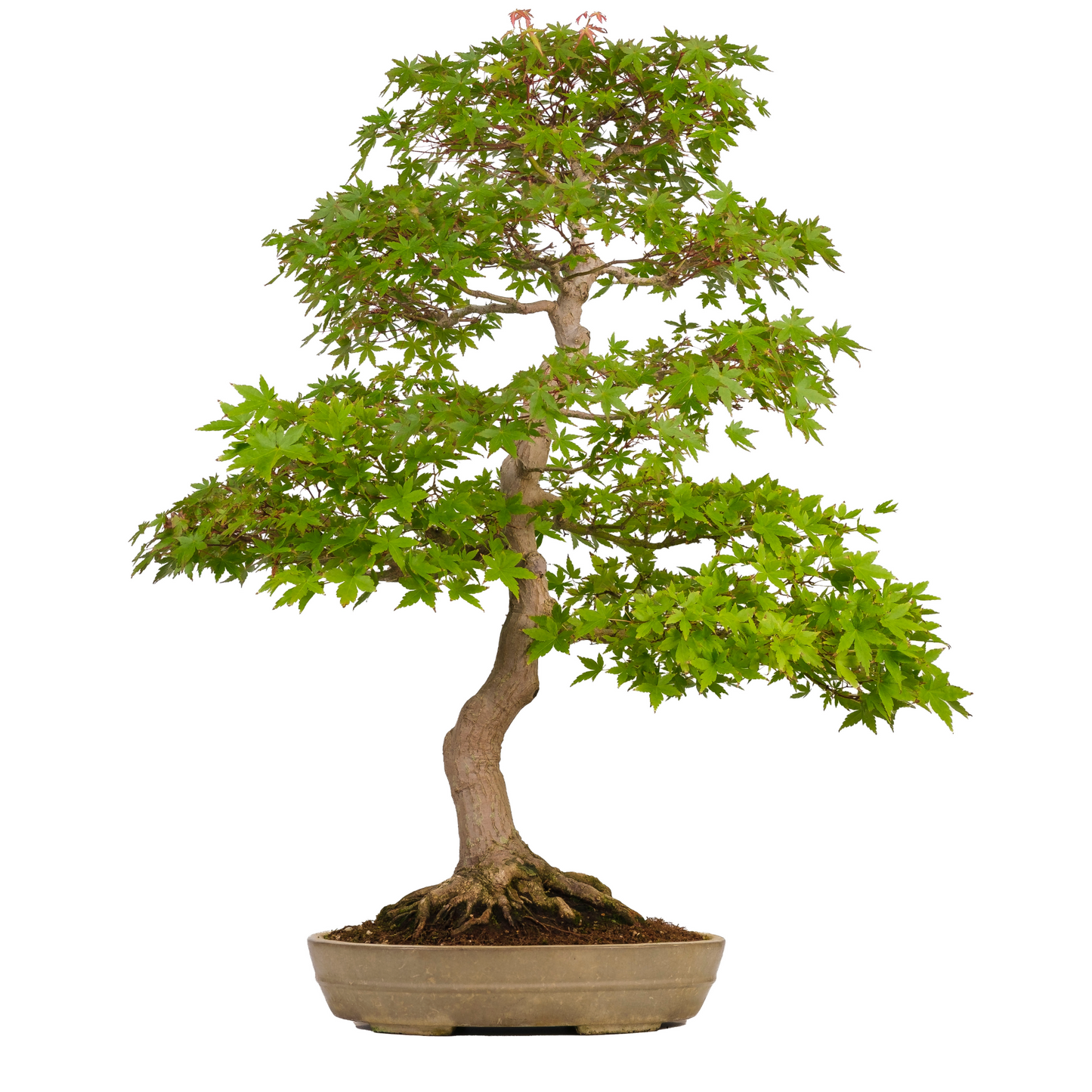 Acer palmatum (Japanischer Ahorn) Nr. 39, Höhe ~90cm