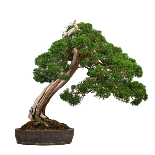 Juniperus chinensis (Chinesischer Wacholder) Nr. 60, Höhe ~75cm
