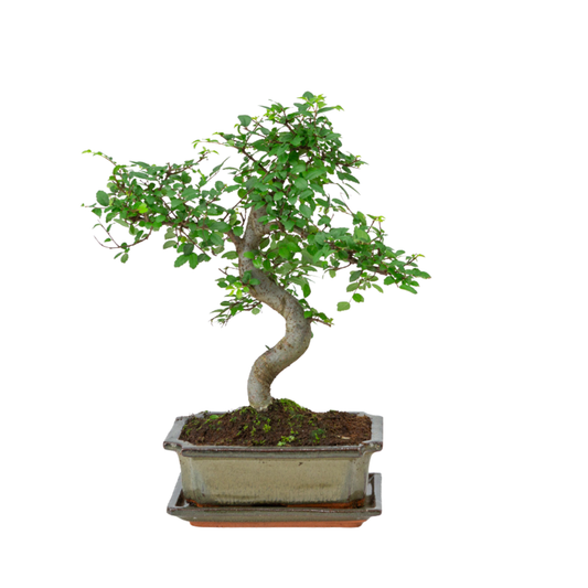 Zelkova Bonsai im grünen Schale 20cm, Höhe ~35cm