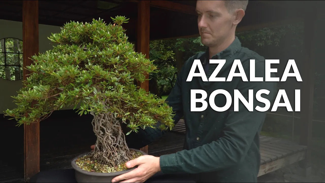 Video laden: Video over de verzorging van Azalea Bonsai