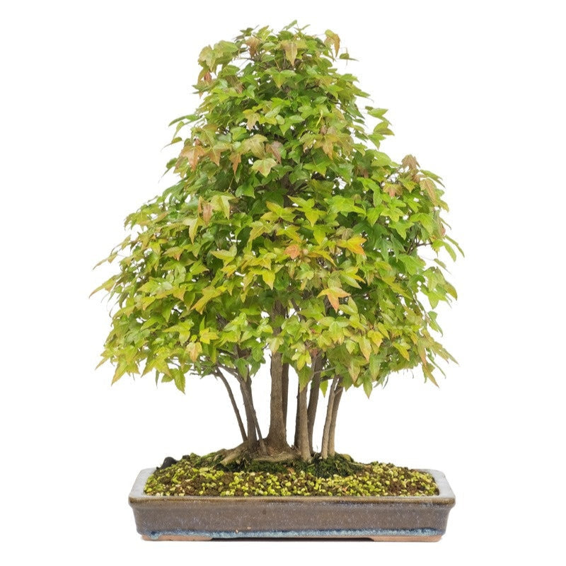 Outdoor-Bonsai Acer buergerianum unglasierter rechteckige Schale 32 cm, Höhe ~50 cm
