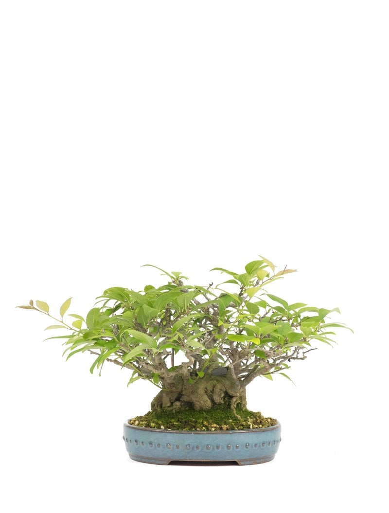 Buiten Shohin Bonsai Ilex serrata ' Umemodoki' groene ovale pot 18cm, hoogte ~21cm