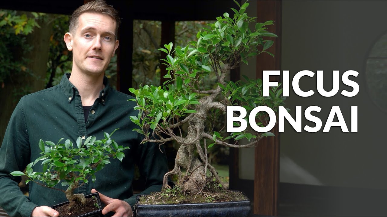 Video laden: Video over de verzorging van Ficus Bonsai