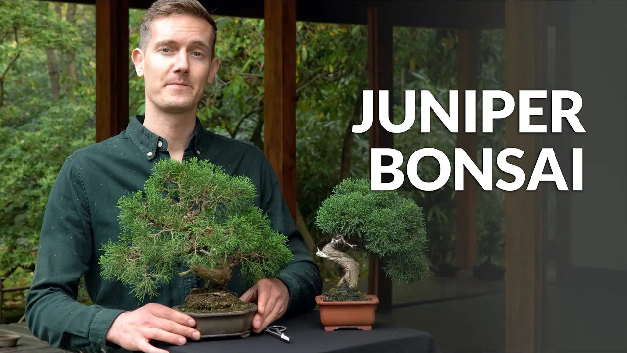 Video laden: Video over de verzorging van Juniperus Bonsai