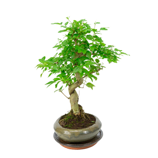 Ligustrum sinensis Bonsai in einer grünen Schale 24cm, Höhe ~40cm