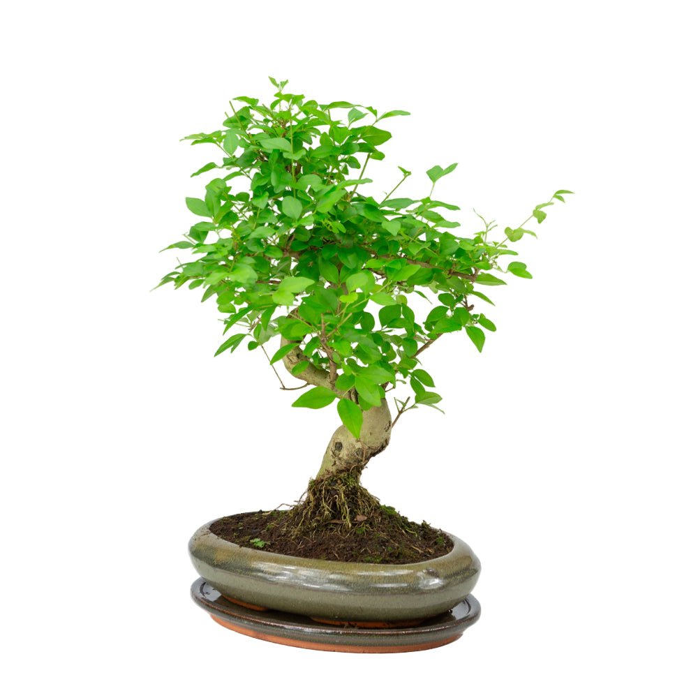Ligustrum sinensis Bonsai in einer grünen Schale 24cm, Höhe ~40cm
