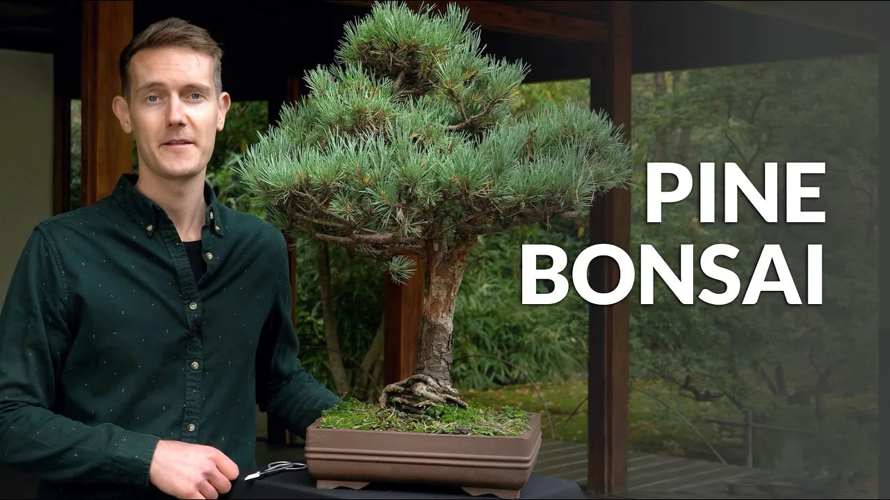 Video laden: Video over de verzorging van Pinus Bonsai