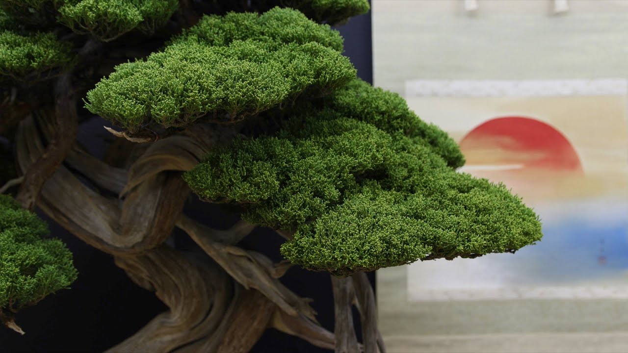Video laden: Taikan-ten-Bonsai-Ausstellung in Kyoto