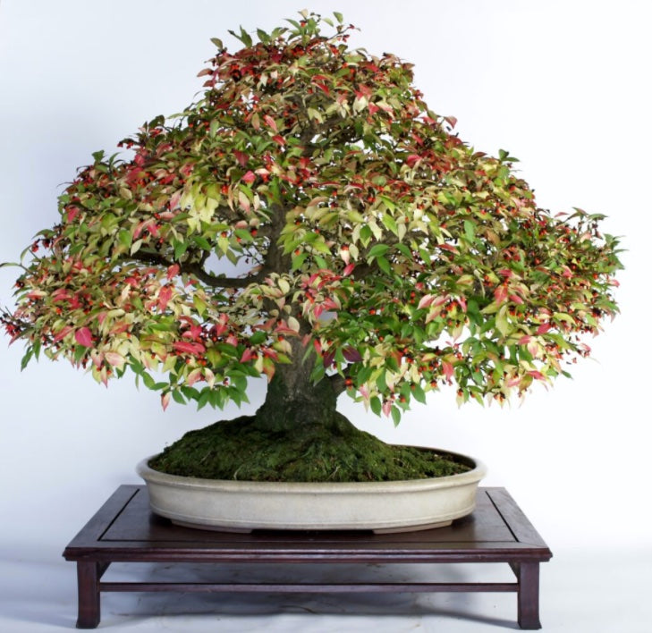 Bonsai-Baum